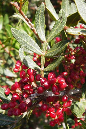 Pistacia lentiscus \ Pistazie / Evergreen Pistache, GR Euboea (Evia), Styra 31.8.2014