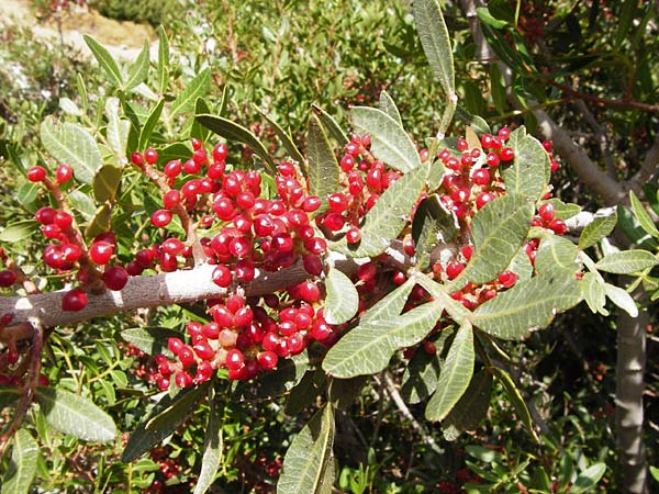 Pistacia lentiscus \ Pistazie / Evergreen Pistache, GR Euboea (Evia), Styra 31.8.2014