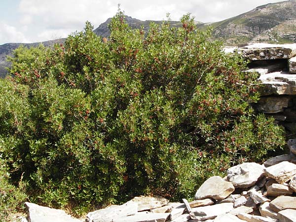 Pistacia lentiscus \ Pistazie / Evergreen Pistache, GR Euboea (Evia), Styra 31.8.2014