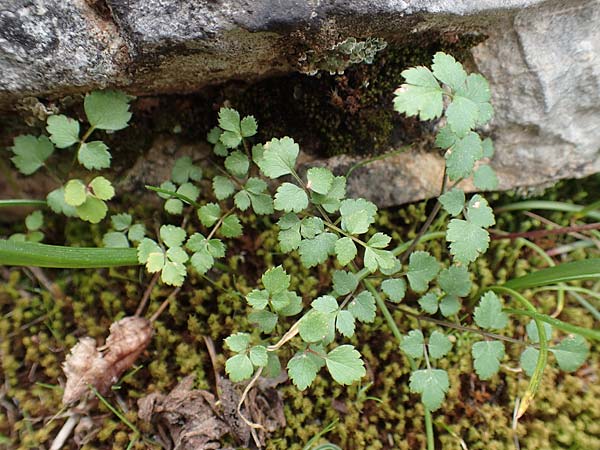 Scaligeria napiformis \ Kretische Erdkastanie / Scaligeria, GR Hymettos 20.3.2019