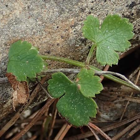 Scaligeria napiformis \ Kretische Erdkastanie / Scaligeria, GR Hymettos 20.3.2019