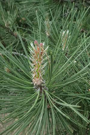 Pinus nigra \ Schwarz-Kiefer / Black Pine, Austrian Pine, GR Peloponnes, Mt. Kyllini, Ziria 21.5.2024