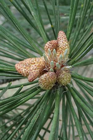 Pinus nigra \ Schwarz-Kiefer / Black Pine, Austrian Pine, GR Peloponnes, Mt. Kyllini, Ziria 21.5.2024