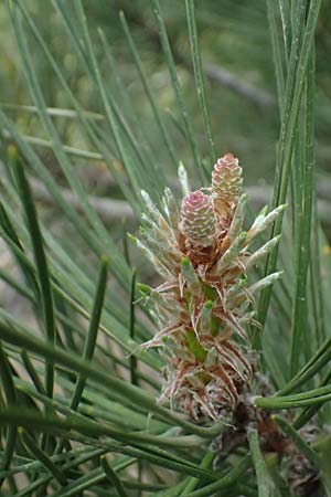 Pinus nigra \ Schwarz-Kiefer / Black Pine, Austrian Pine, GR Peloponnes, Mt. Kyllini, Ziria 21.5.2024