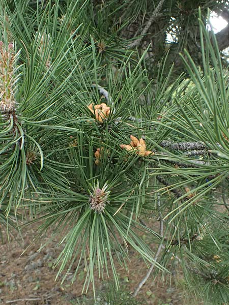 Pinus nigra \ Schwarz-Kiefer / Black Pine, Austrian Pine, GR Peloponnes, Mt. Kyllini, Ziria 21.5.2024