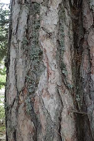 Pinus nigra \ Schwarz-Kiefer / Black Pine, Austrian Pine, GR Peloponnes, Mt. Kyllini, Ziria 21.5.2024