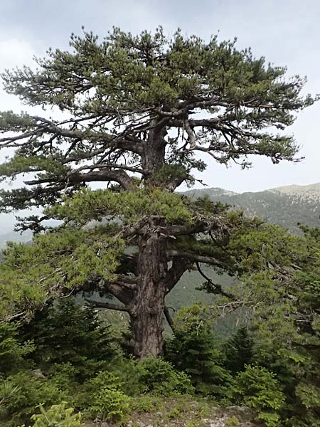 Pinus nigra \ Schwarz-Kiefer / Black Pine, Austrian Pine, GR Peloponnes, Mt. Kyllini, Ziria 21.5.2024