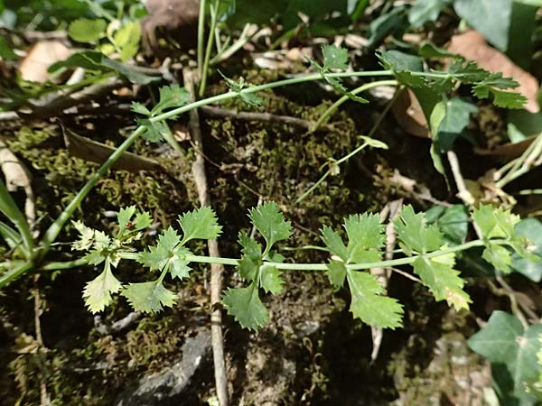 Pimpinella tragium \ Fels-Bibernelle / Buck Burnet Saxifrage, GR Peloponnes, Taygetos, Viros - Schlucht / Gorge 25.5.2024