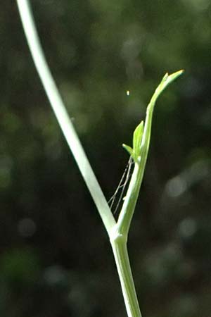 Pimpinella tragium \ Fels-Bibernelle / Buck Burnet Saxifrage, GR Peloponnes, Taygetos, Viros - Schlucht / Gorge 25.5.2024