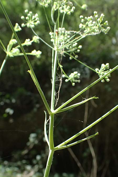 Pimpinella tragium \ Fels-Bibernelle / Buck Burnet Saxifrage, GR Peloponnes, Taygetos, Viros - Schlucht / Gorge 25.5.2024