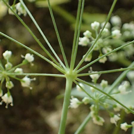 Pimpinella tragium \ Fels-Bibernelle / Buck Burnet Saxifrage, GR Peloponnes, Taygetos, Viros - Schlucht / Gorge 25.5.2024