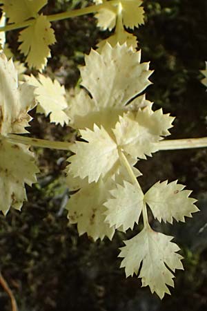 Pimpinella tragium \ Fels-Bibernelle / Buck Burnet Saxifrage, GR Peloponnes, Taygetos, Viros - Schlucht / Gorge 25.5.2024