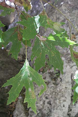 Platanus orientalis \ Orientalische Platane / Oriental Plane-Tree, GR Parga 24.8.2007