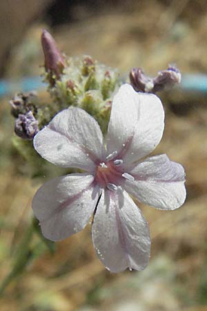 Plumbago europaea \ Europ&auml;ische Bleiwurz / European Leadwort, GR Zagoria, Monodendri 26.8.2007