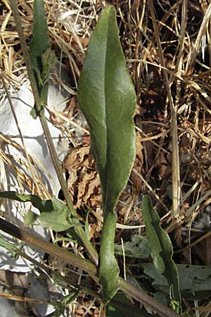 Plumbago europaea \ Europ&auml;ische Bleiwurz / European Leadwort, GR Zagoria, Monodendri 26.8.2007
