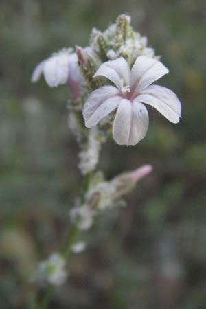 Plumbago europaea \ Europ&auml;ische Bleiwurz / European Leadwort, GR Zagoria, Monodendri 26.8.2007