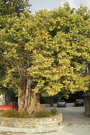 Platanus orientalis \ Orientalische Platane / Oriental Plane-Tree, GR Vikos 26.8.2007