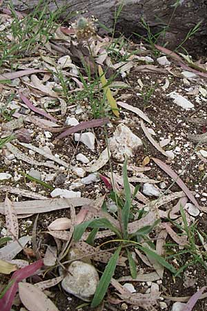 Plantago lagopus \ Hasenfu-Wegerich / Hare's Foot Plantain, GR Igoumenitsa 13.5.2008
