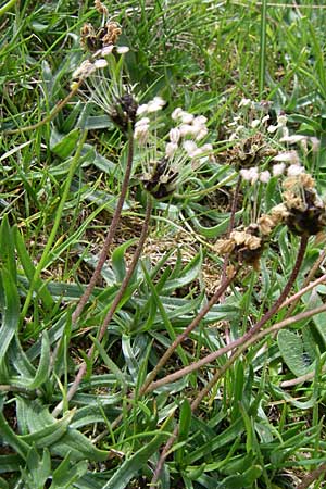 Plantago atrata subsp. atrata \ Dunkler Wegerich, Berg-Wegerich / Dark Plantain, GR Timfi 17.5.2008