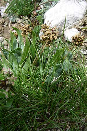 Plantago atrata subsp. atrata \ Dunkler Wegerich, Berg-Wegerich / Dark Plantain, GR Timfi 17.5.2008
