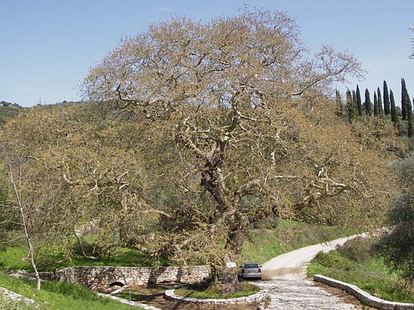 Platanus orientalis \ Orientalische Platane / Oriental Plane-Tree, GR Peloponnes, Figalia 29.3.2013