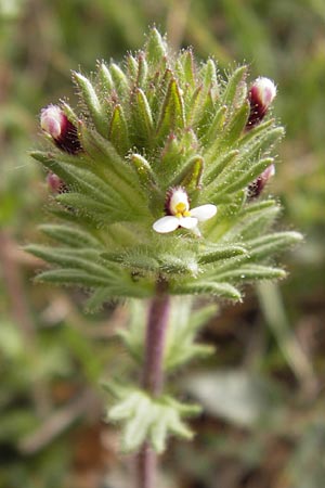 Parentucellia latifolia \ Breitbl�ttrige Parentucellia / Broadleaf Glandweed, GR Hymettos 2.4.2013