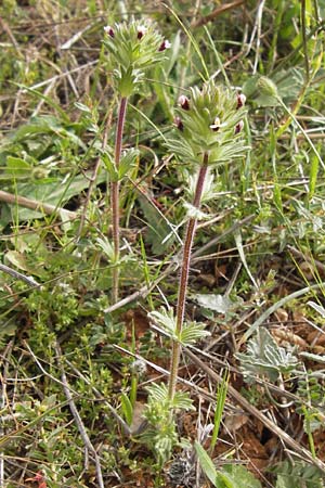 Parentucellia latifolia \ Breitbl�ttrige Parentucellia / Broadleaf Glandweed, GR Hymettos 2.4.2013
