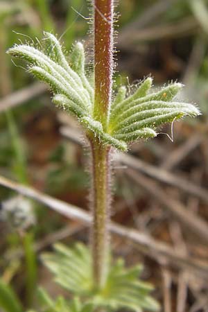 Parentucellia latifolia \ Breitbl�ttrige Parentucellia / Broadleaf Glandweed, GR Hymettos 2.4.2013