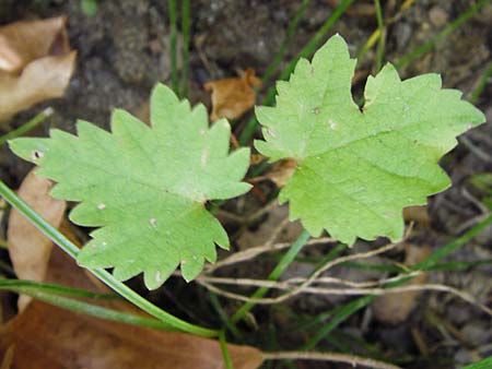 Platanus orientalis \ Orientalische Platane / Oriental Plane-Tree, GR Euboea (Evia), Dimosari - Schlucht / Gorge 29.8.2014