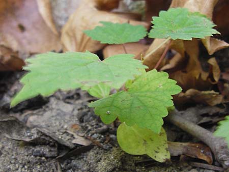 Platanus orientalis \ Orientalische Platane / Oriental Plane-Tree, GR Euboea (Evia), Dimosari - Schlucht / Gorge 29.8.2014