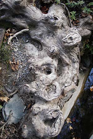 Platanus orientalis \ Orientalische Platane / Oriental Plane-Tree, GR Euboea (Evia), Dimosari - Schlucht / Gorge 29.8.2014