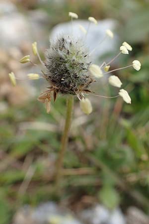 Plantago lagopus \ Hasenfu-Wegerich / Hare's Foot Plantain, GR Hymettos 20.3.2019