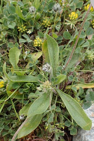 Plantago lagopus \ Hasenfu-Wegerich / Hare's Foot Plantain, GR Hymettos 20.3.2019