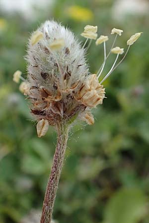 Plantago lagopus \ Hasenfu-Wegerich / Hare's Foot Plantain, GR Hymettos 20.3.2019