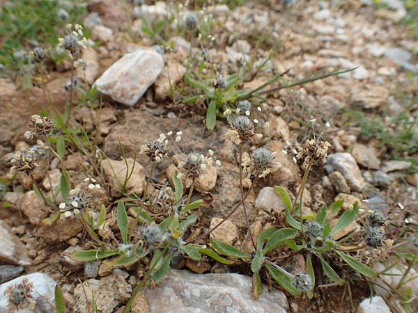 Plantago lagopus \ Hasenfu-Wegerich / Hare's Foot Plantain, GR Hymettos 20.3.2019