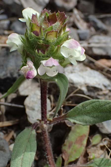 Prunella laciniata \ Weie Braunelle / Cut-Leaved Selfheal, GR Peloponnes, Saitas 19.5.2024