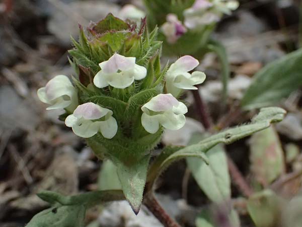 Prunella laciniata \ Weie Braunelle / Cut-Leaved Selfheal, GR Peloponnes, Saitas 19.5.2024