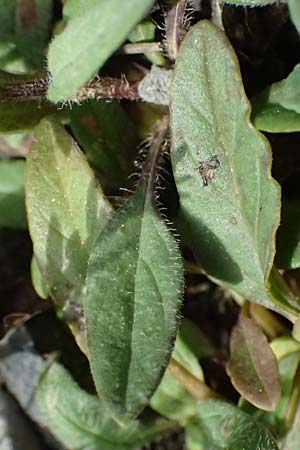 Prunella laciniata \ Weie Braunelle / Cut-Leaved Selfheal, GR Peloponnes, Saitas 19.5.2024