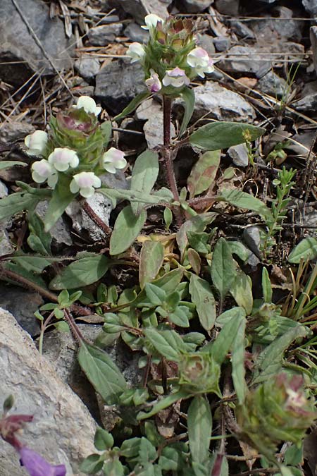 Prunella laciniata \ Weie Braunelle / Cut-Leaved Selfheal, GR Peloponnes, Saitas 19.5.2024