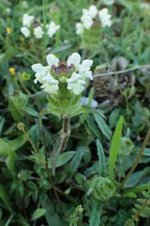 Prunella laciniata \ Weie Braunelle / Cut-Leaved Selfheal, GR Peloponnes, Chelmos, Limni Doxa 22.5.2024