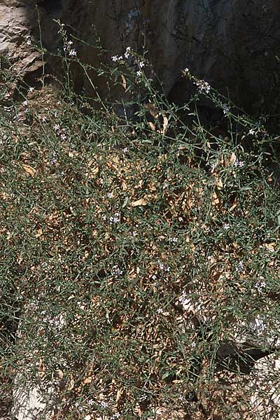 Plumbago europaea \ Europ&auml;ische Bleiwurz / European Leadwort, GR Amvrakikos Kolpos ( Golf/gulf ) 6.9.2007