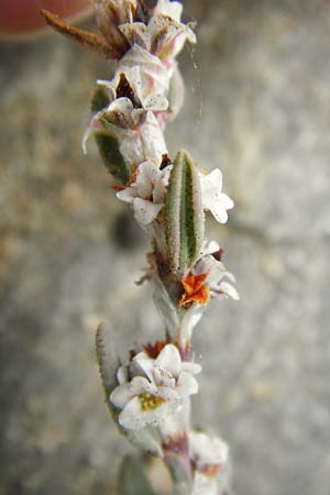 Polygonum maritimum \ Strand-Knterich / Sea Knotgrass, GR Euboea (Evia), Kalianou 29.8.2014