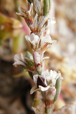 Polygonum maritimum \ Strand-Knterich / Sea Knotgrass, GR Euboea (Evia), Kalianou 29.8.2014
