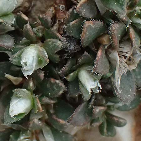 Paronychia macrosepala \ Gro&szlig;bl&uuml;tige Mauermiere / Large-Flowered Nailwort, GR Peloponnes, Chelmos 18.5.2024