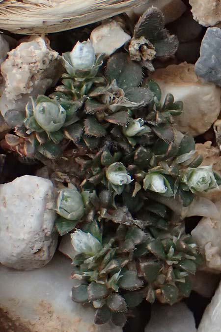 Paronychia macrosepala \ Gro&szlig;bl&uuml;tige Mauermiere / Large-Flowered Nailwort, GR Peloponnes, Chelmos 18.5.2024