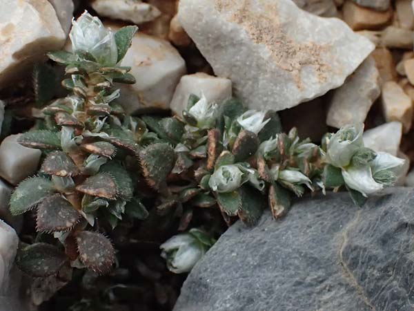 Paronychia macrosepala \ Gro&szlig;bl&uuml;tige Mauermiere / Large-Flowered Nailwort, GR Peloponnes, Chelmos 18.5.2024
