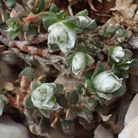 Paronychia macrosepala \ Gro&szlig;bl&uuml;tige Mauermiere / Large-Flowered Nailwort, GR Peloponnes, Chelmos 18.5.2024