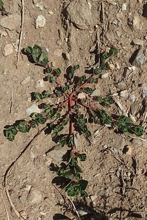 Portulaca oleracea agg. / Common Purslane, GR Euboea (Evia), Istiea 27.8.2017
