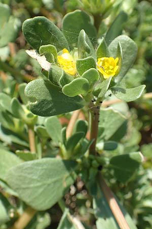 Portulaca oleracea agg. / Common Purslane, GR Euboea (Evia), Istiea 27.8.2017