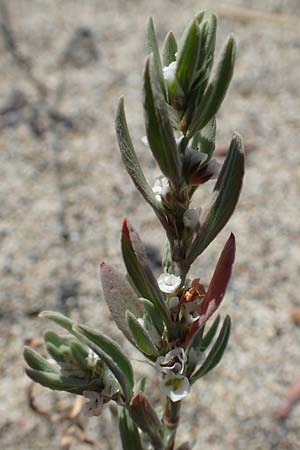 Polygonum maritimum \ Strand-Knterich / Sea Knotgrass, GR Euboea (Evia), Kanatadika 28.8.2017